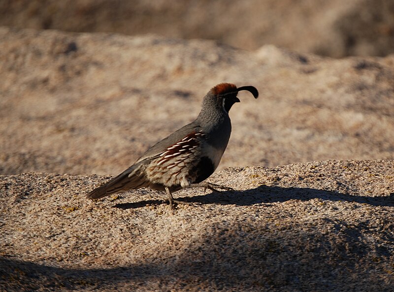 File:Joshua Tree NP - Gambel's Quail - 4c.jpg