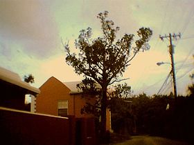 A Bermuda cedar at Red Hole, Harbour Road, Paget