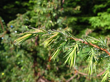 Juniperus Communis