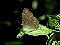 Junonia Atlites