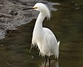 Juvenile snowy egret (Egretta thula) in the Strawberry marshes