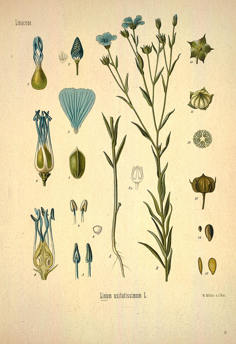 Flax - Wikipedia