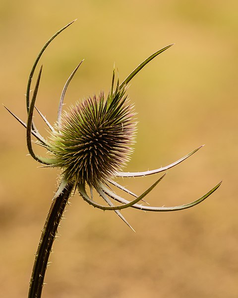 File:Kaardebol (Dipsacus). 09-07-2022 (actm.) 02.jpg