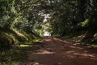 Deforestation in Kenya