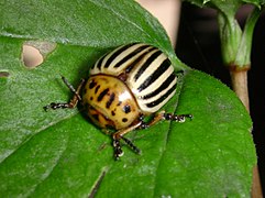 Colorado potato beetle - Wikipedia