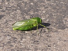 Khonia bladderhopper (Pneumora inanis) imported from iNaturalist photo 15103430.jpg