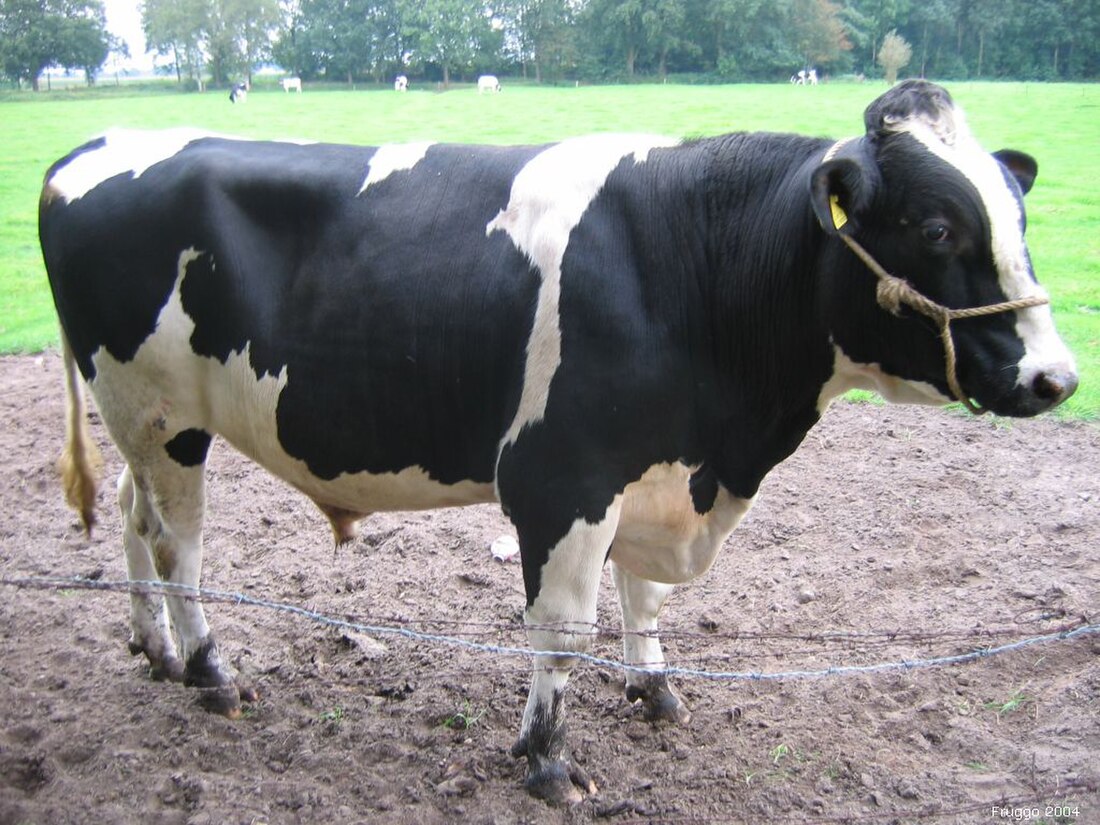 Holstein (raza bovina)