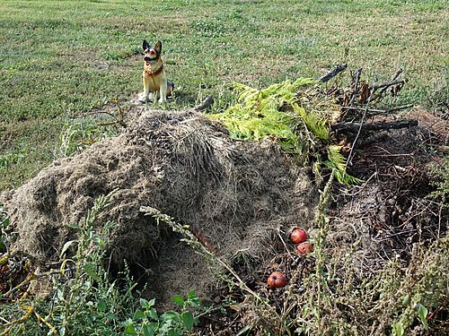 Compost in the garden, Slovakia