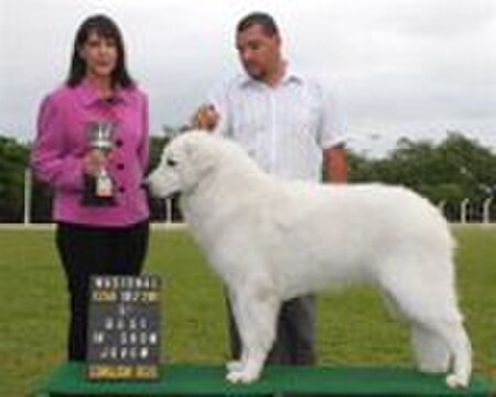 Fail:Kuvasz_Prince_Beethoven_Premiacao.jpg