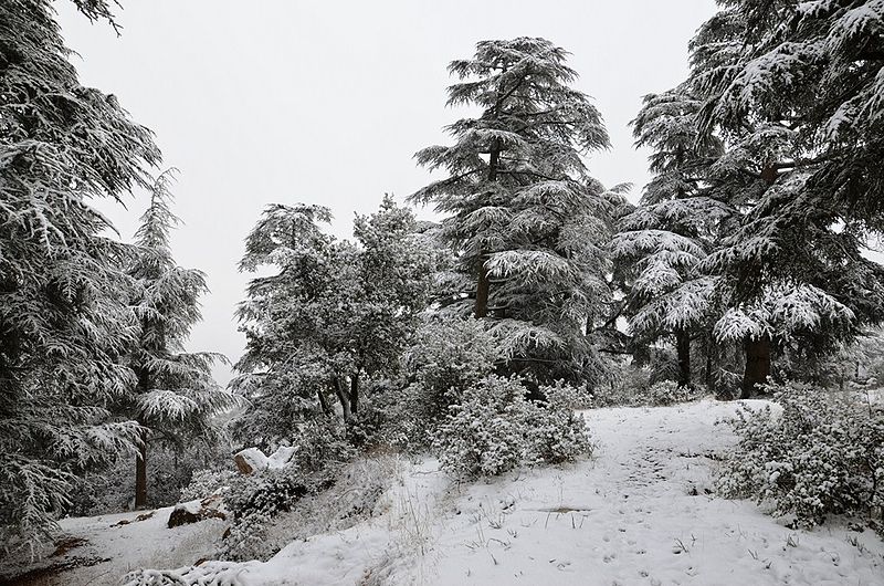 File:La foret des cèdres de Theniet El Had 0020.jpg