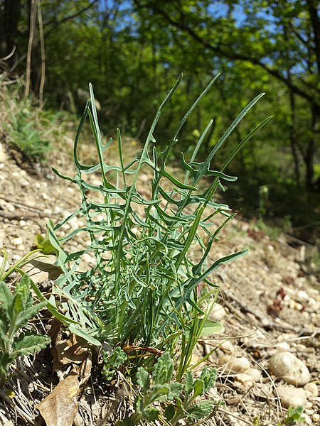 File:Lactuca viminea sl29.jpg