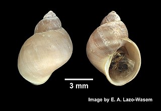 <i>Lacuna vincta</i> Species of gastropod