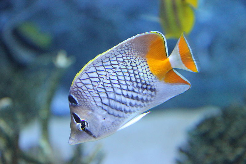 File:Laika ac Sunshine City Aquarium (7898411562).jpg