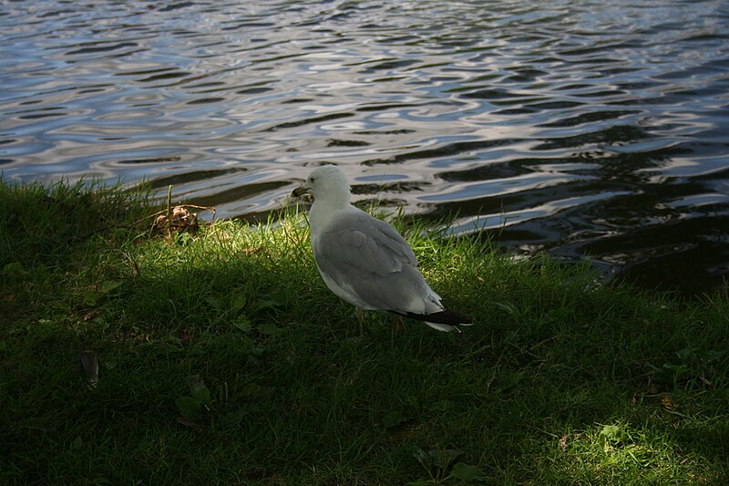 File:Lake Victoria, Avon River, Stratford Ontario 2892 (4851633046).jpg