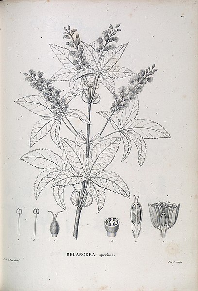 File:Lamanonia speciosa.jpg