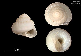 <i>Lamellitrochus carinatus</i> Species of gastropod