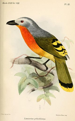 <span class="mw-page-title-main">Fiery-breasted bushshrike</span> Species of bird