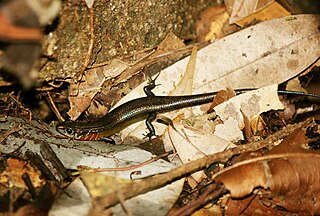 <i>Lankascincus gansi</i> Species of lizard