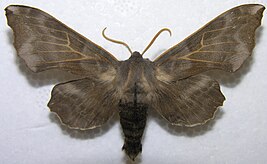 Amur hawk moth