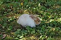 * Nomination: Rabbit (Leporidae) in Cigoland (Kintzheim, Bas-Rhin, France). --Gzen92 07:41, 2 December 2020 (UTC) * * Review needed