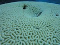 Large bleached brain coral, 2014