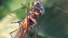 Soubor: Larinioides cornutus.ogv