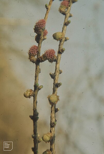 File:Larix, male and female, Sychbant Valley, New Glamorgan, 30 March 1974 (22843803438).jpg