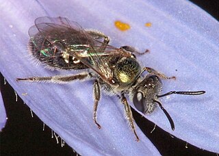 <i>Lasioglossum exlautum</i> Species of bee