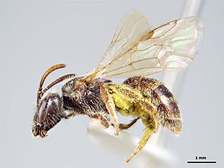 <i>Lasioglossum mataroa</i> Species of bee