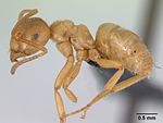 Lasius meridionalis casent0172741 profile 1.jpg