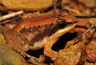 Lateral view of Minervarya sahyadris.jpg