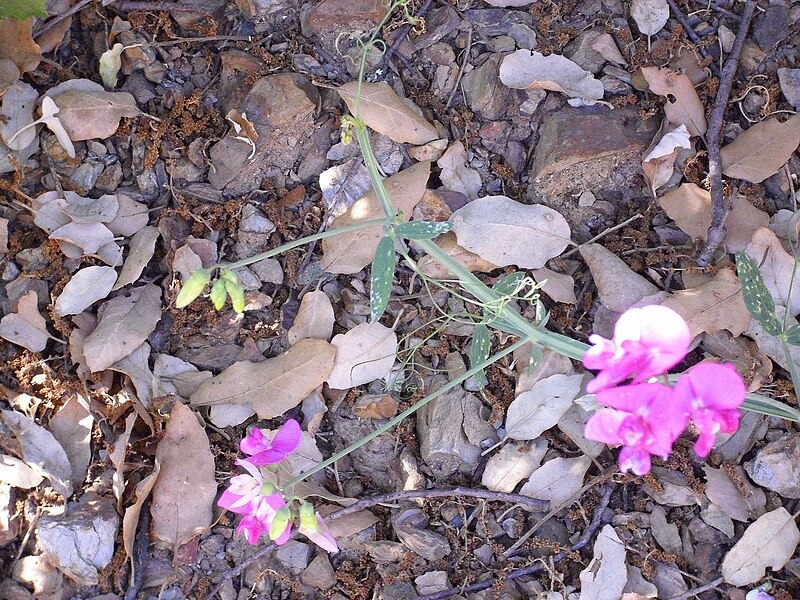 File:Lathyrus latifolius Tallo 2011-6-23 SierraMadrona.jpg