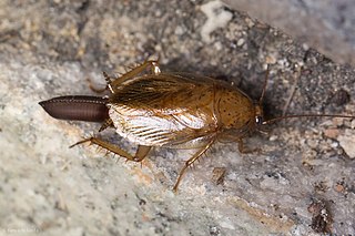 <i>Latiblattella lucifrons</i> Species of cockroach