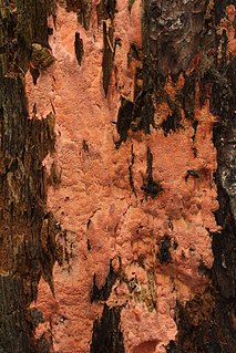 <i>Rhodonia</i> Genus of fungi