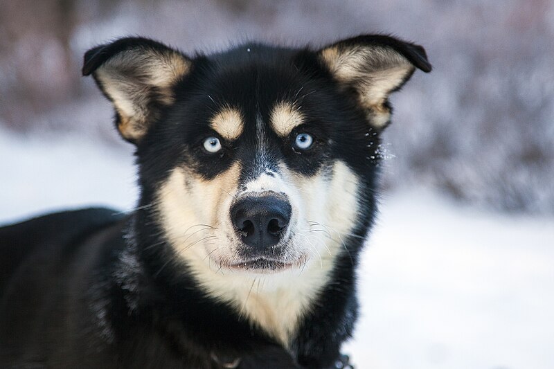 File:Lava the sled dog.jpg