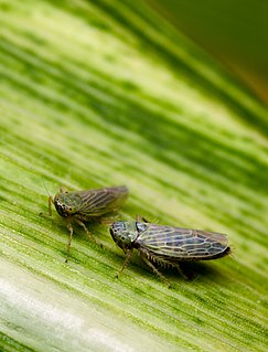 <i>Graminella nigrifrons</i> Species of true bug