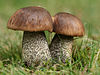 Leccinum scabrum 18092009 crop.jpg