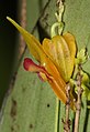 Lepanthes menatoi