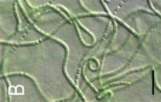 <i>Leptolyngbya</i> Genus of cyanobacteria