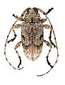 Leptostylopsis perfasciatus.JPG