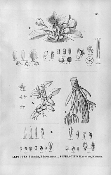 File:Leptotes unicolor (also as Leptotes paranaensis) - Sophronitis coccinea - Sophronitis cernua - Fl.Br.3-5-59.jpg