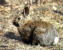 Lepus americanus