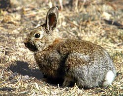 Lepus americanus.jpg