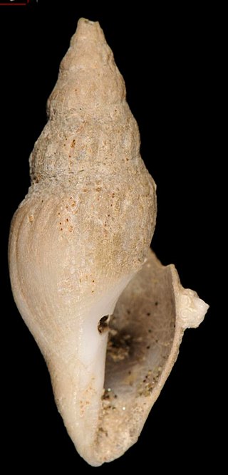 <i>Leucosyrinx taludana</i> Species of gastropod