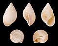 * Nomination Shell of a Madagascan land snail, Leucotaenius proctor --Llez 21:37, 16 February 2013 (UTC) * Promotion Good quality. --Poco a poco 23:16, 16 February 2013 (UTC)