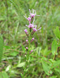 Thumbnail for Liatris microcephala