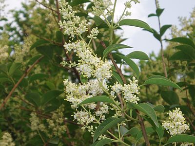 Ligustrum lucidum