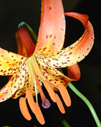 Lilium michiganense