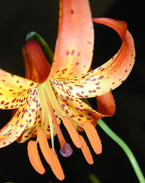 Lilium michiganense 3.jpg