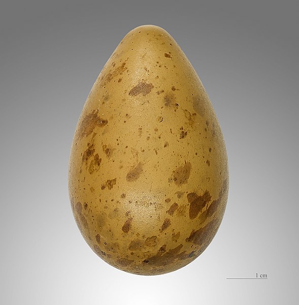 File:Limosa lapponica MHNT.jpg